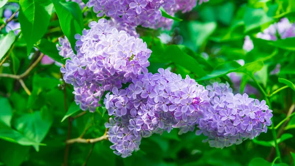 Bannière Avec Des Branches Lilas Fleurs Belles Feuilles Vertes Carte — Photo