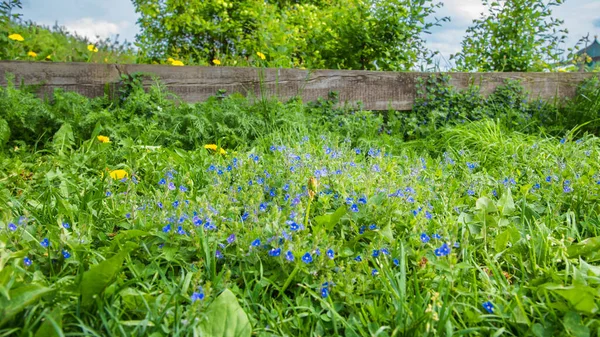 Hierba Verde Flores Silvestres Crecen Cerca Una Cerca Madera Rústica —  Fotos de Stock