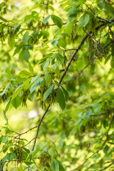Ramos Árvore Com Folhas Verdes Frescas Vista Janela Uma Casa — Fotografia de Stock
