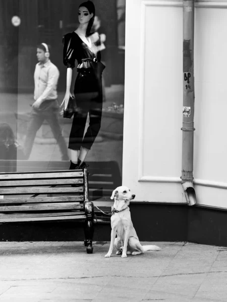 Moscow Russia September 2019 Dog Tied Bench Street Storefront — Stock Photo, Image