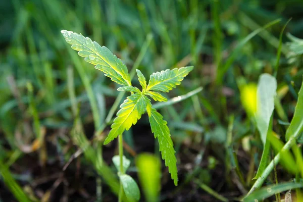 Jovem planta de cannabis crescendo ao ar livre. Medicina natural . — Fotografia de Stock