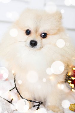 Pomeranian köpek Noel kostümü giyiyor. Yıl köpek kavramının