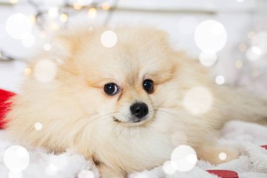 Pomeranian köpek Noel kostümü giyiyor. Yıl köpek kavramının