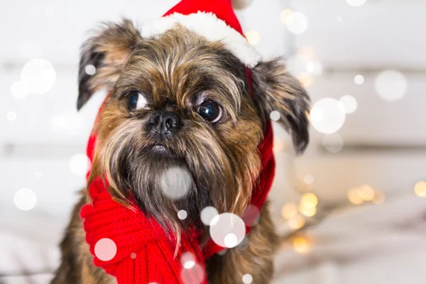 Shihtzu köpek Santa Claus şapka giyiyor. Yıl köpek kavramının — Stok fotoğraf