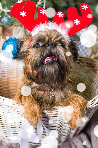 Shihtzu köpek Santa Claus şapka giyiyor. Yıl köpek kavramının — Stok fotoğraf