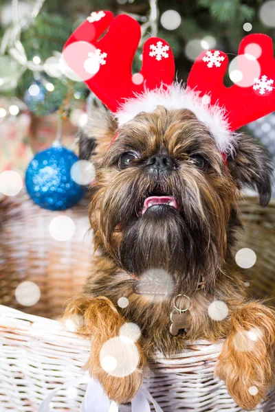 Shihtzu köpek Santa Claus şapka giyiyor. Yıl köpek kavramının — Stok fotoğraf