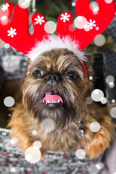 Shihtzu köpek Santa Claus şapka giyiyor. Yıl köpek kavramının — Stok fotoğraf