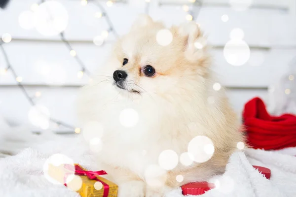 Pomeranian köpek Noel kostümü giyiyor. Yıl köpek kavramının