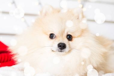 Pomeranian köpek Noel kostümü giyiyor. Yıl köpek kavramının