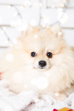 Pomeranian köpek Noel kostümü giyiyor. Yıl köpek kavramının