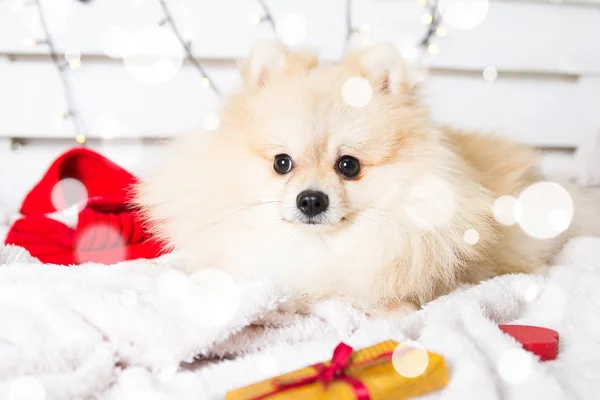 Pomeranian köpek Noel kostümü giyiyor. Yıl köpek kavramının — Stok fotoğraf