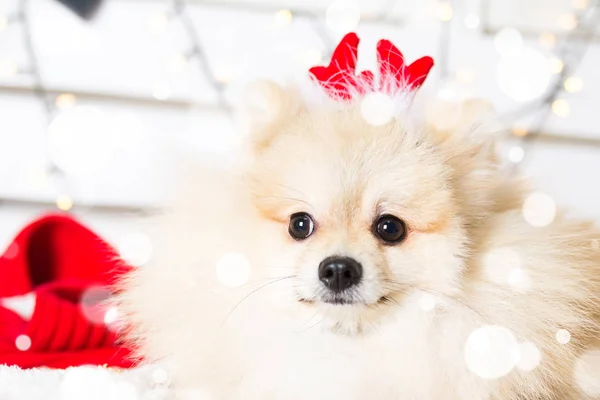Pomeranian köpek Noel kostümü giyiyor. Yıl köpek kavramının — Stok fotoğraf