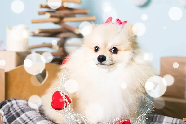 Pomeranian köpek Noel kostümü giyiyor. Yıl köpek kavramının — Stok fotoğraf