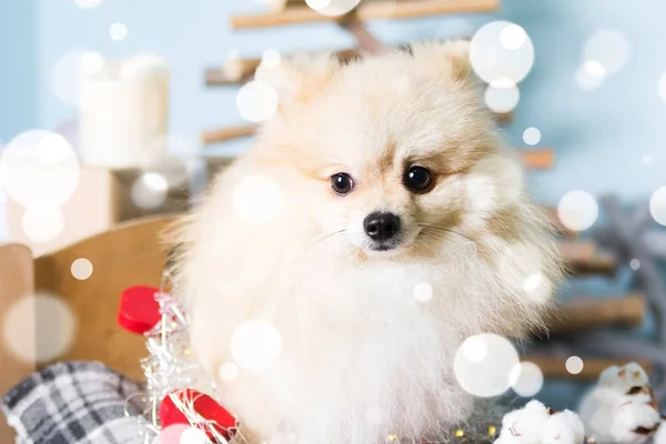 Pomeranian köpek Noel kostümü giyiyor. Yıl köpek kavramının — Stok fotoğraf
