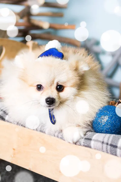 Pomeranian köpek Noel kostümü giyiyor. Yıl köpek kavramının — Stok fotoğraf