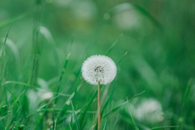 Karahindiba Yeşil Vadi Center içinde