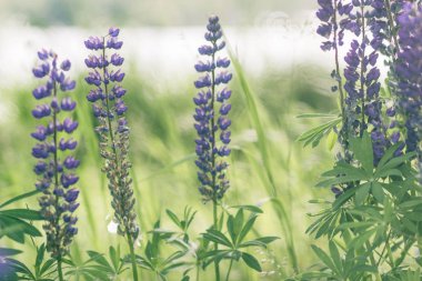 Acı bakla bitki bitki arka plan üzerinde