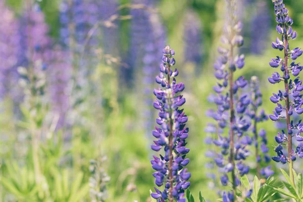 Plantes de lupin sur fond de plante — Photo