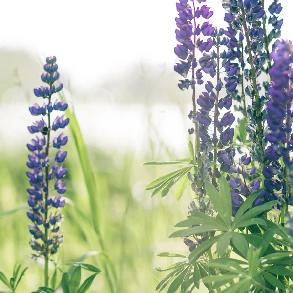 Acı bakla bitki bitki arka plan üzerinde