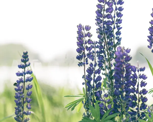 Acı bakla bitki bitki arka plan üzerinde