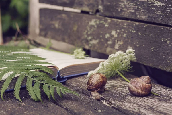 Hermosa naturaleza muerta con un libro y plantas — Foto de Stock
