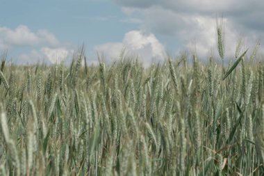 Mısır gevreği alan dikenli buğday 