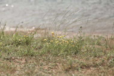 Çim çim alan çiçekli 