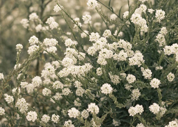 Wiese pflanzt Blumen auf dem Feld — Stockfoto