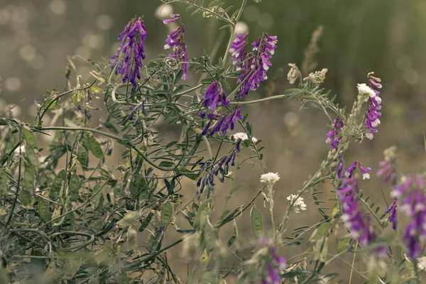 Plantes de prairie fleurs dans le champ — Photo