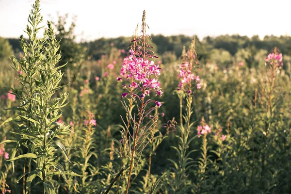 Belle prairie fleurs roses au coucher du soleil — Photo