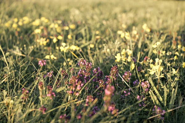 Gün batımında güzel çayır çiçekler
