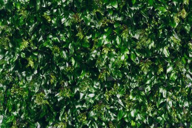 Doğal yeşil yaprak duvarı, doku arkaplanı