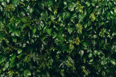 Doğal yeşil yaprak duvarı, doku arkaplanı