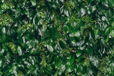 Doğal yeşil yaprak duvarı, doku arkaplanı
