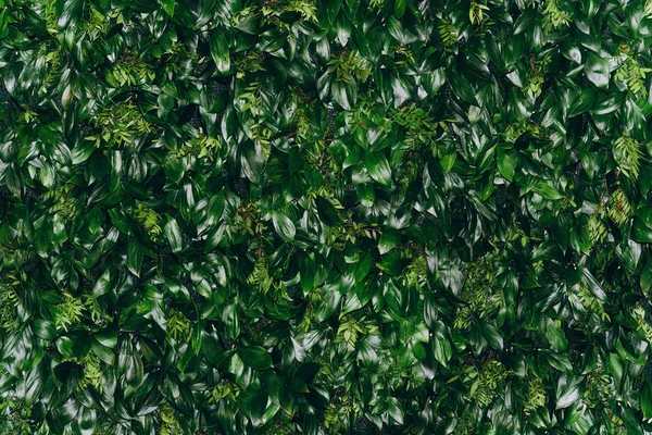 Naturalna zielona ściana liści, tło tekstury — Zdjęcie stockowe