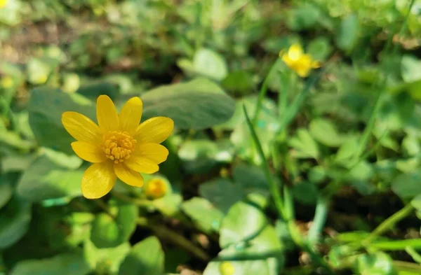 Macro Shot Van Een Voorjaar Gele Bloem Symbool Van Komende — Stockfoto