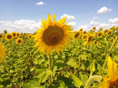 Tarlada güzel ayçiçekleri doğal arka plan, çiçek açan ayçiçeği.