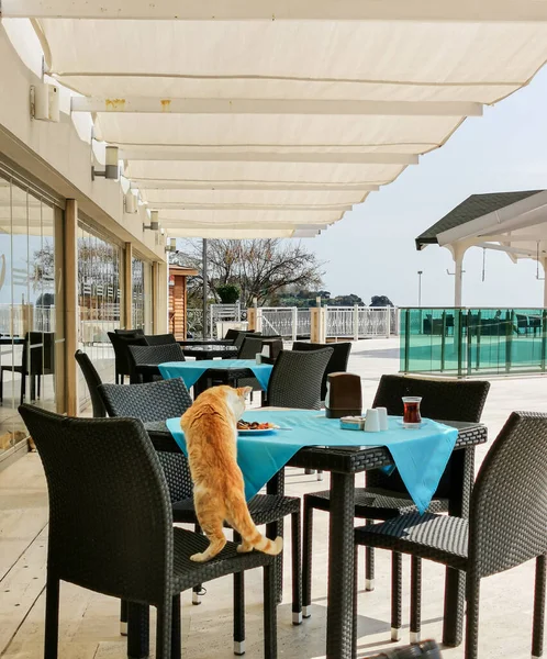 Rote Katze Stiehlt Futter Von Tellern Auf Tisch Straßencafé — Stockfoto