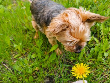 Yeşil çimenlikteki Yorkshire Teriyeri sarı bir karahindiba kokluyor. Seçici odaklı resim.