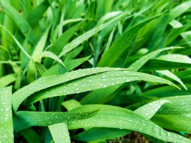 Yağmurdan sonra ot. Bitkinin çarşaflarındaki yağmur damlalarının yakınlaşması. Sulu renkler. Seçici odaklı resim