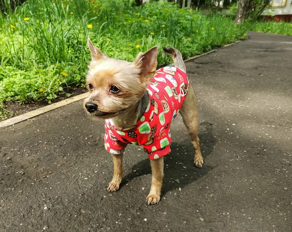 小さな犬 赤いセーター が紐のない散歩に出てきます 非常に短い散髪 犬は楽しみにしています 繁殖地はヨークシャー テリア — ストック写真
