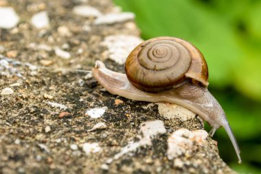 Salyangozun kapağı