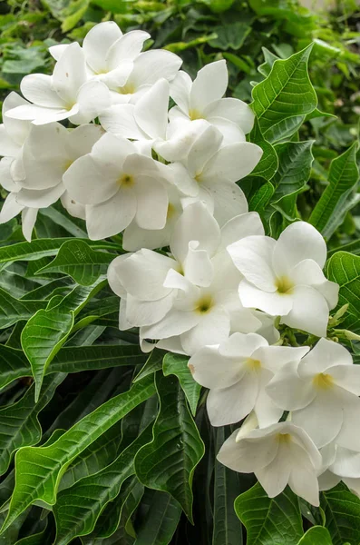 Cerca de montón de Plumeria Pudica — Foto de Stock