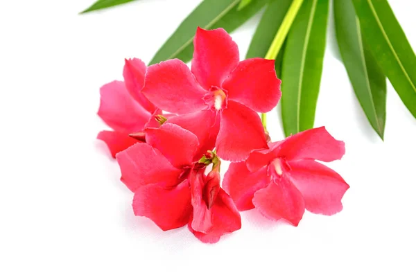 Zatoka, oleander słodki oleander, róża — Zdjęcie stockowe