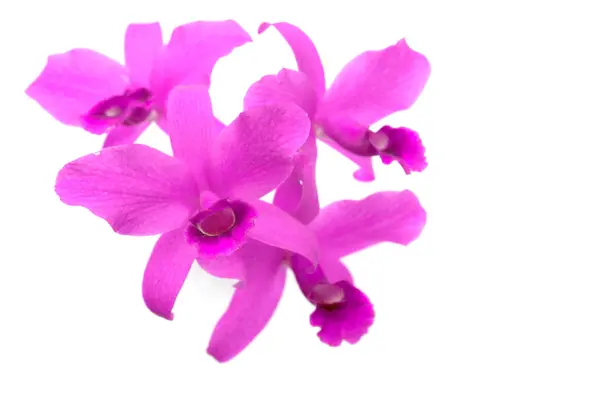 Groupe d'orchidée rose — Photo