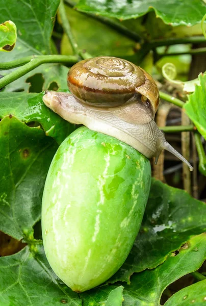 Perto de caracol — Fotografia de Stock