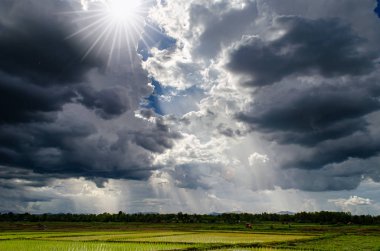 pirinç çeltik alan