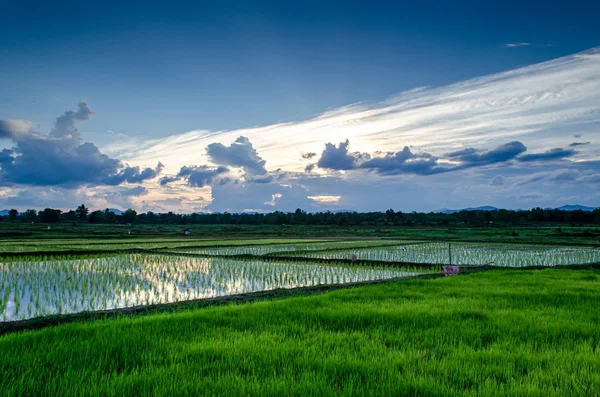 Arrozal de arroz —  Fotos de Stock