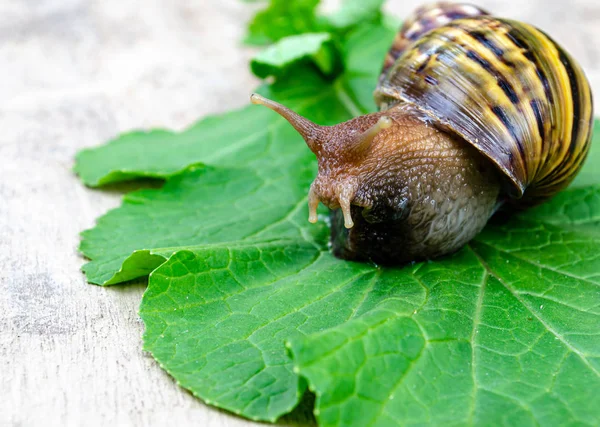 Caracol castanho — Fotografia de Stock