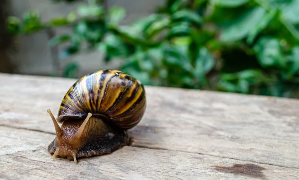 Caracol castanho — Fotografia de Stock